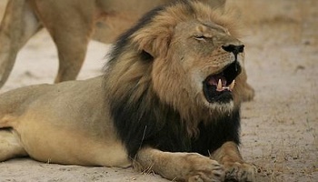 Justice pour Cecil, célèbre lion à la crinière noire du Zimbabwe, tué pour 50 000 euros !