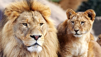 Sauvons la faune sauvage des milliardaires assassins