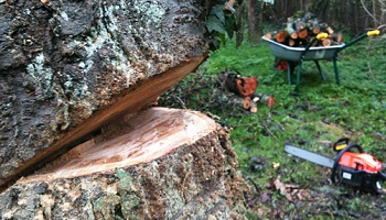 Pour ne plus abattre de vieux arbres pour faire passer des convois exceptionnels