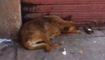 Pourquoi le chien Lucky Sam est mort ?