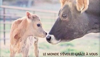 Pour une option végétalienne dans les cantines scolaires de Tourlaville