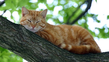 Où est le chat malade Caramel ?