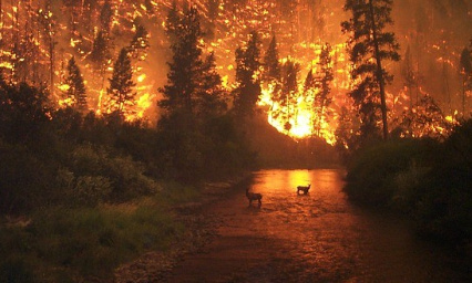 Les forêts françaises continuent de brûler ! L'Etat doit prendre des mesures concrètes pour enrayer les incendies !