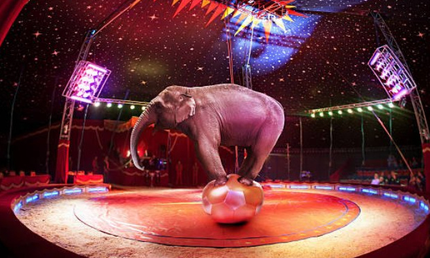 Interdiction des cirques avec animaux à St Hilaire de Riez