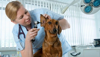 Pour l'encadrement des tarifs des vétérinaires et cliniques vétérinaires