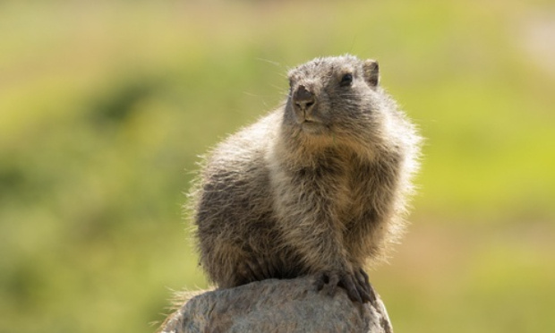 Pétition : Arrêtons la chasse à la Marmotte