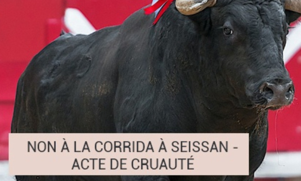 NON À LA CORRIDA à Seissan prévue le 5 septembre : ACTE DE CRUAUTÉ