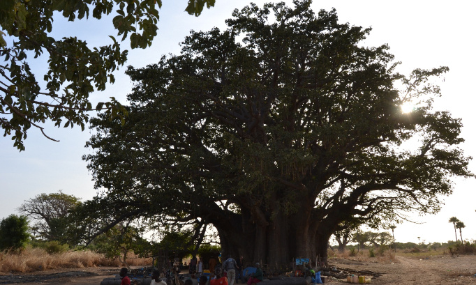 Sauver le Baobab sacré de Nianing