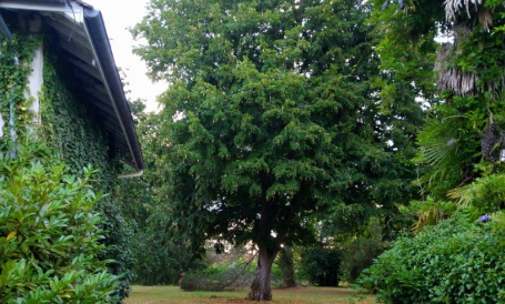 Sauver les arbres centenaires montois