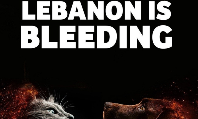 Aidez les associations animalières au Liban