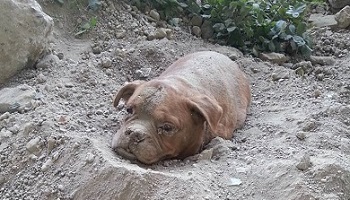 Maximum jail sentence for man who buried dog alive.