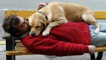 Droit pour les sdf de garder leur animaux dans les centres d'accueil