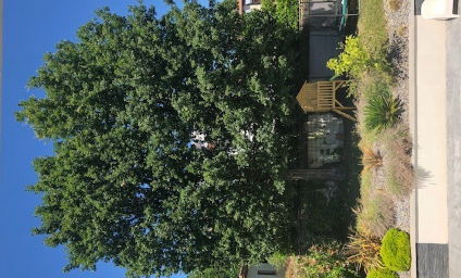 Protection de chênes trentenaires