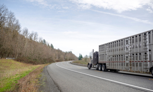 Interdire le transport d'animaux dans des camions qui ont plusieurs étages !