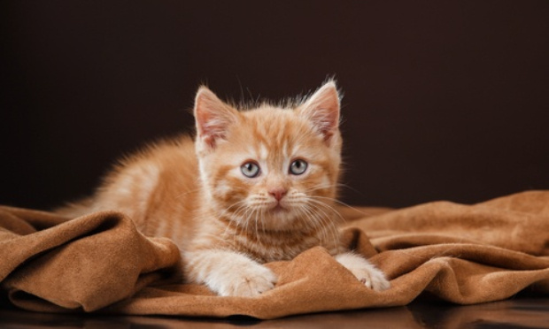 URGENCE à relocaliser le refuge "Le chat perché"