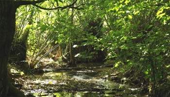 Sauver la forêt du mont Gariwang en vue des JO d'hiver de 2018