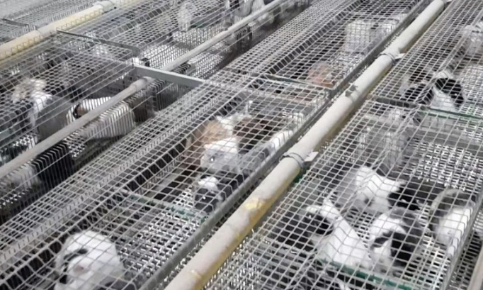 Stop à la vente d’animaux en animalerie !