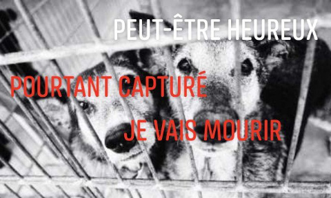 Stop aux captures en masse et aux euthanasies abusives en Nouvelle Calédonie !