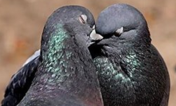 STOP au massacre des pigeons