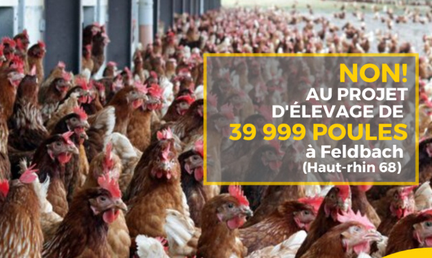 NON Au projet d'élevage de 39 999 poules à Feldbach (Haut-Rhin 68) !