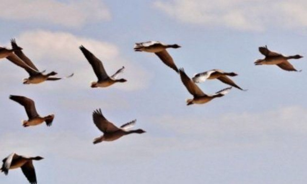 Pétition : Laissez les oiseaux migrateurs tranquilles !