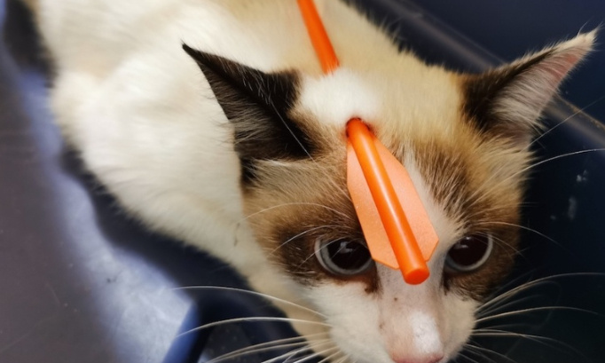 Nous demandons une condamnation pour un chat transpercé par une flèche