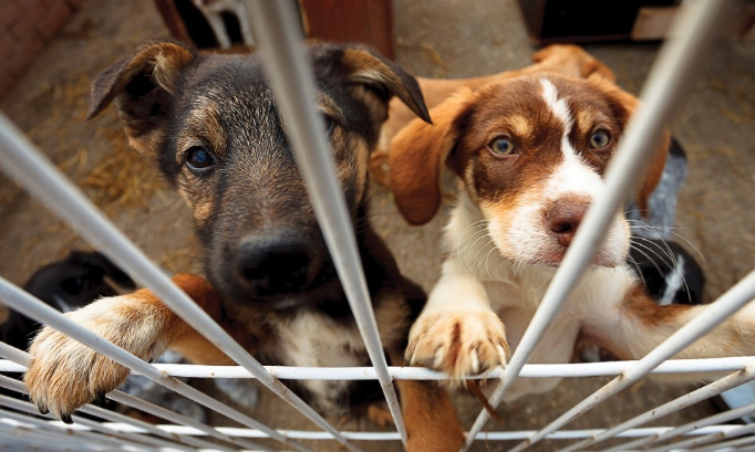 NON au permis pour un élevage de 84 chiens reproducteurs à Fosses-la-Ville !