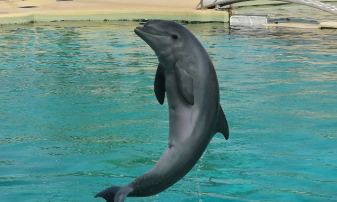 Création d autres delphinariums en France
