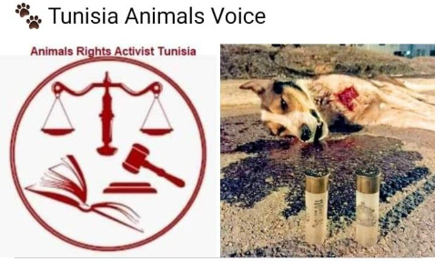 Stand Up For Tunisia Animals Voice , Urgence Maltraitance Animale En Tunisie