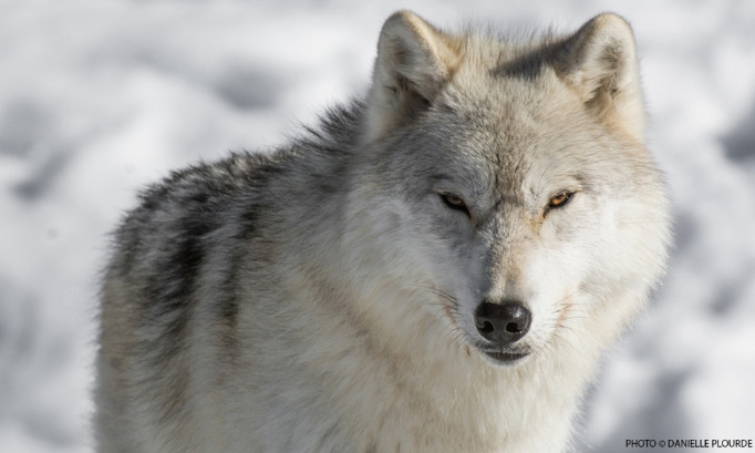Dites STOP à l’empoisonnement cruel de la faune sauvage au Canada