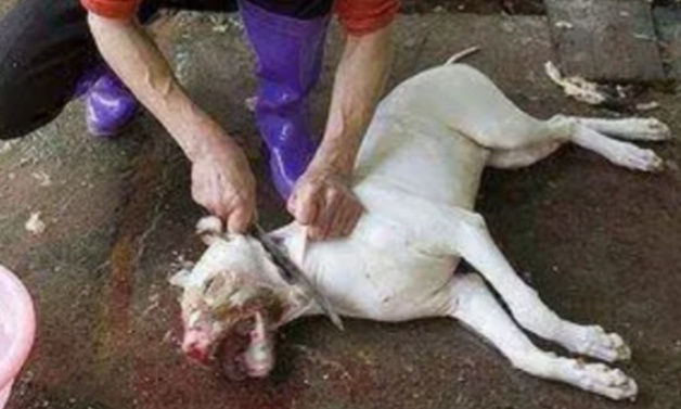 DON'T KILL ANIMALS in Tötungsstationen: in Rumänien, Moldawien, Ukraine, Bulgarien.