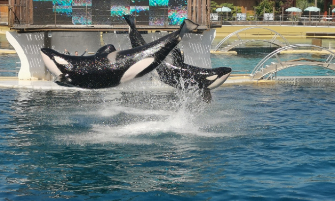 Non à cette interdiction inadmissible pour nos touristes zoos delphinariums parcs animalier et cirques avec les animaux