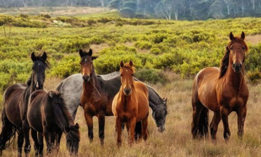 Il faut trouver une solution de sauvetage des chevaux sauvages d'Australie