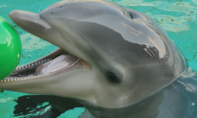 Pétition importante inperativement urgente Non à la l interdiction radical cirques avec les aminaux delphinariums parcs animaliers zoos