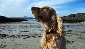 Pour que les chiens accèdent aux plages du 1er octobre au 1er avril (hors saison)
