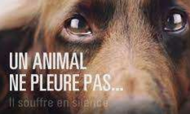 Stoppons la maltraitance animale !