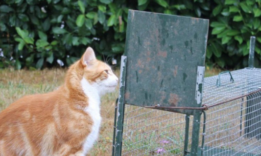 Arrêter la capture de chats dans les jardins