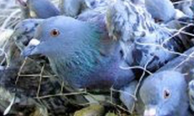 STOP aux massacres de pigeons !