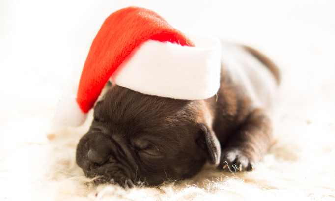 Non aux achats et adoptions irréfléchis d'animaux à Noël