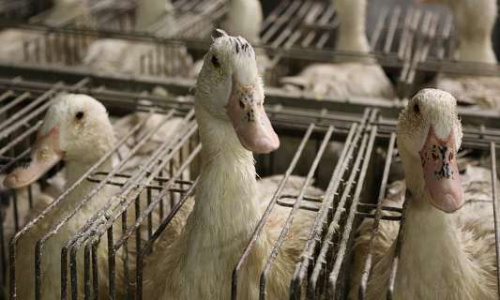 Un autre mode de production du foie gras est possible !
