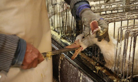 Un autre mode de production du foie gras est possible !