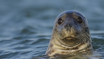 Interdisons la cuisine à la graisse de phoque en Norvège !