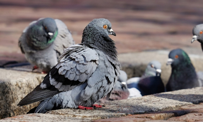 Demandons la fin des tueries de pigeons à Annecy