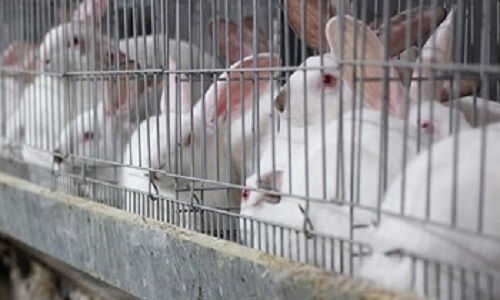 Faites interdire l'élevage des lapins en cages !