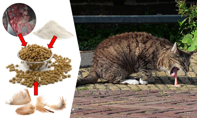 STOP à l'empoisonnement de nos animaux : créons un Nutriscore OBLIGATOIRE sur les croquettes et pâtées !