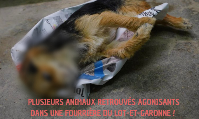 Scène d'horreur dans une fourrière du Lot-et-Garonne !