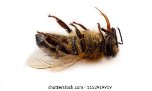 Nos utiles abeilles massacrées pour l'argent