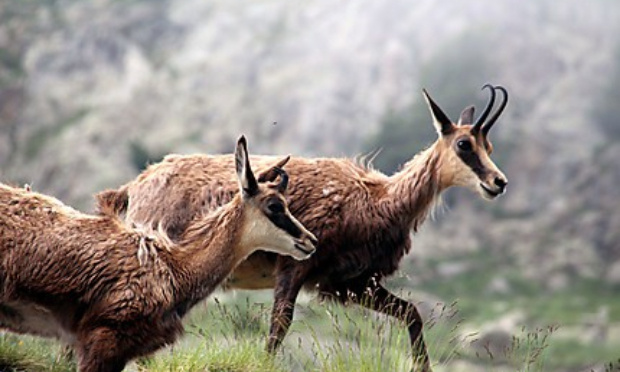 DES CHAMOIS EN DANGER DANS LES ALPES-MARITIMES - URGENCE SAUVONS CES CHAMOIS