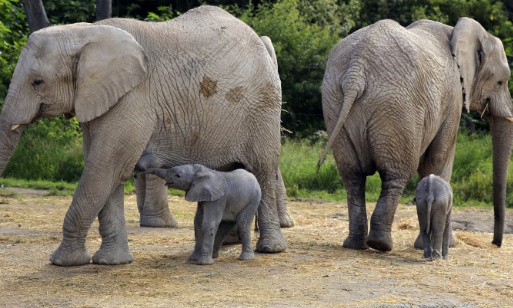 Non au rétablissement de l'autorisation de la chasse aux Éléphants au Botswana, espèces pourtant protégées