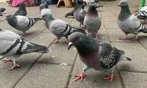 NON aux massacres de pigeons